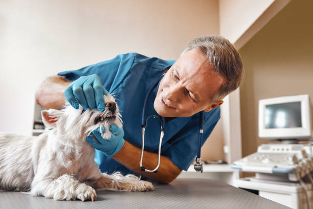 Best Emergency Tooth Extraction in Elk Plain, WA